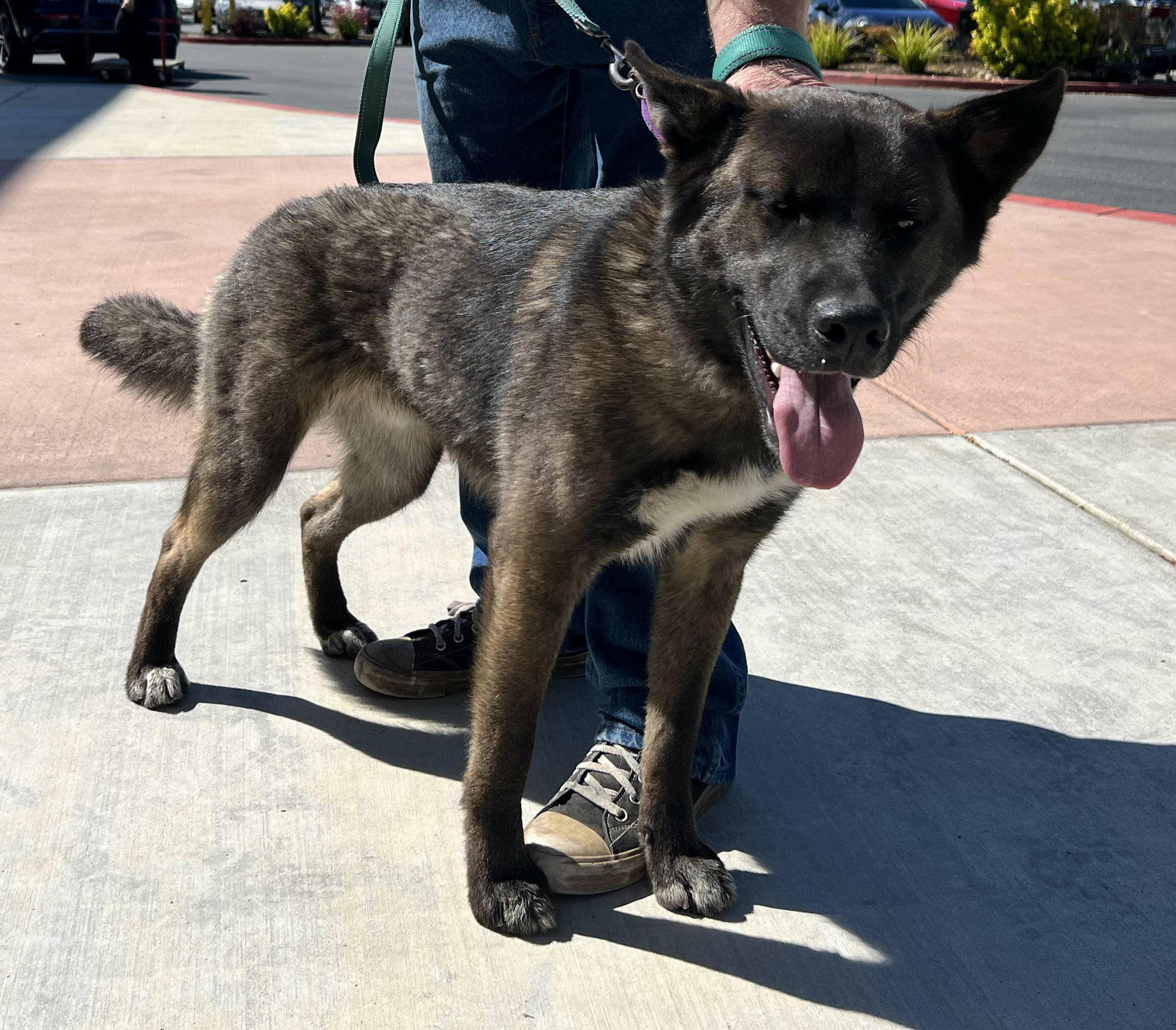 Enlarge Dutch, a Adopted mixed breed in San Francisco, CA image 3/8