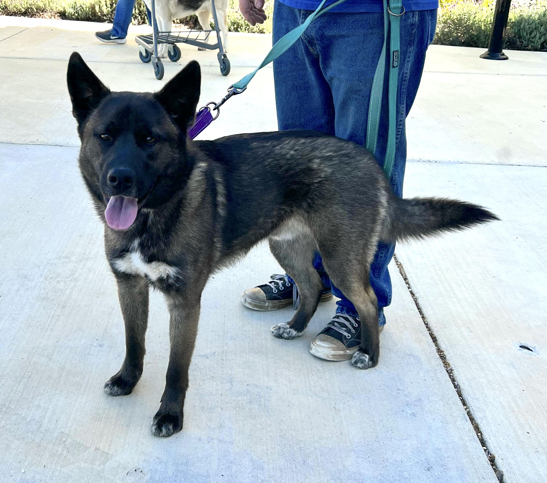 Enlarge Dutch, a Adopted mixed breed in San Francisco, CA image 4/8