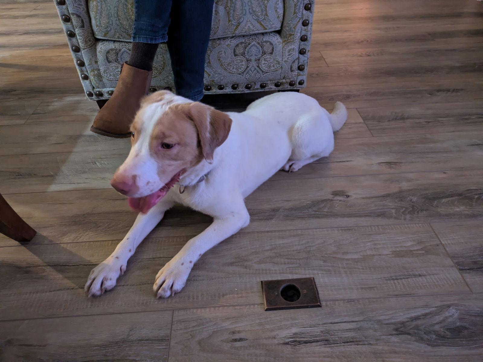 NC/Jemma, a Adoptable mixed breed in Blowing Rock, NC image 1/3