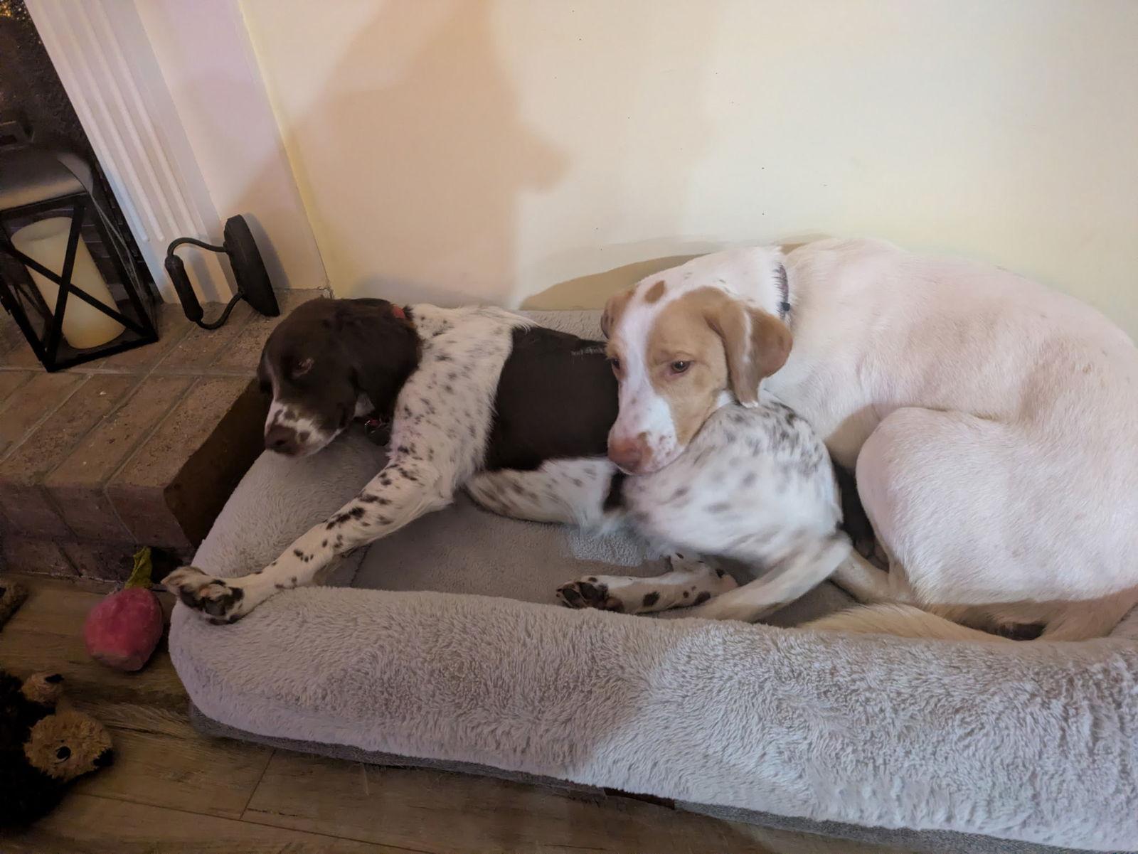 NC/Jemma, a Adoptable mixed breed in Blowing Rock, NC image 2/3