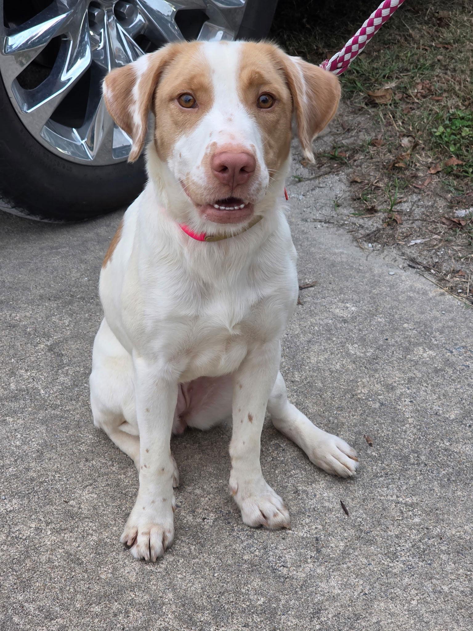 NC/Jemma, a Adoptable mixed breed in Blowing Rock, NC image 3/3
