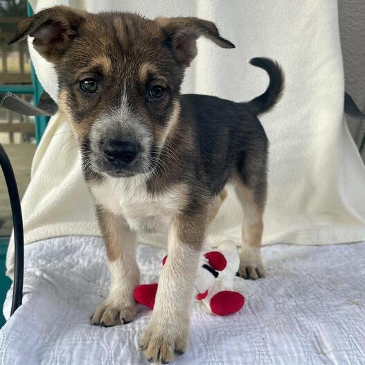 Enlarge Fluffypuffer, a Adoptable mixed breed in Carencro, LA image 1/5