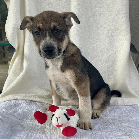 Enlarge Fluffypuffer, a Adoptable mixed breed in Carencro, LA image 2/5