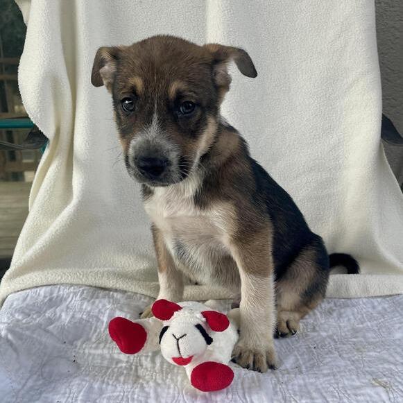 Enlarge Fluffypuffer, a Adoptable mixed breed in Carencro, LA image 3/5