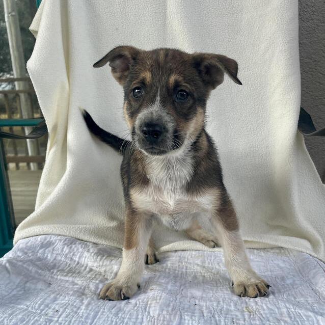 Enlarge Fluffypuffer, a Adoptable mixed breed in Carencro, LA image 4/5