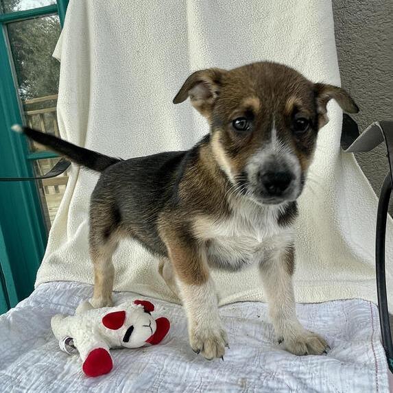 Enlarge Fluffypuffer, a Adoptable mixed breed in Carencro, LA image 5/5
