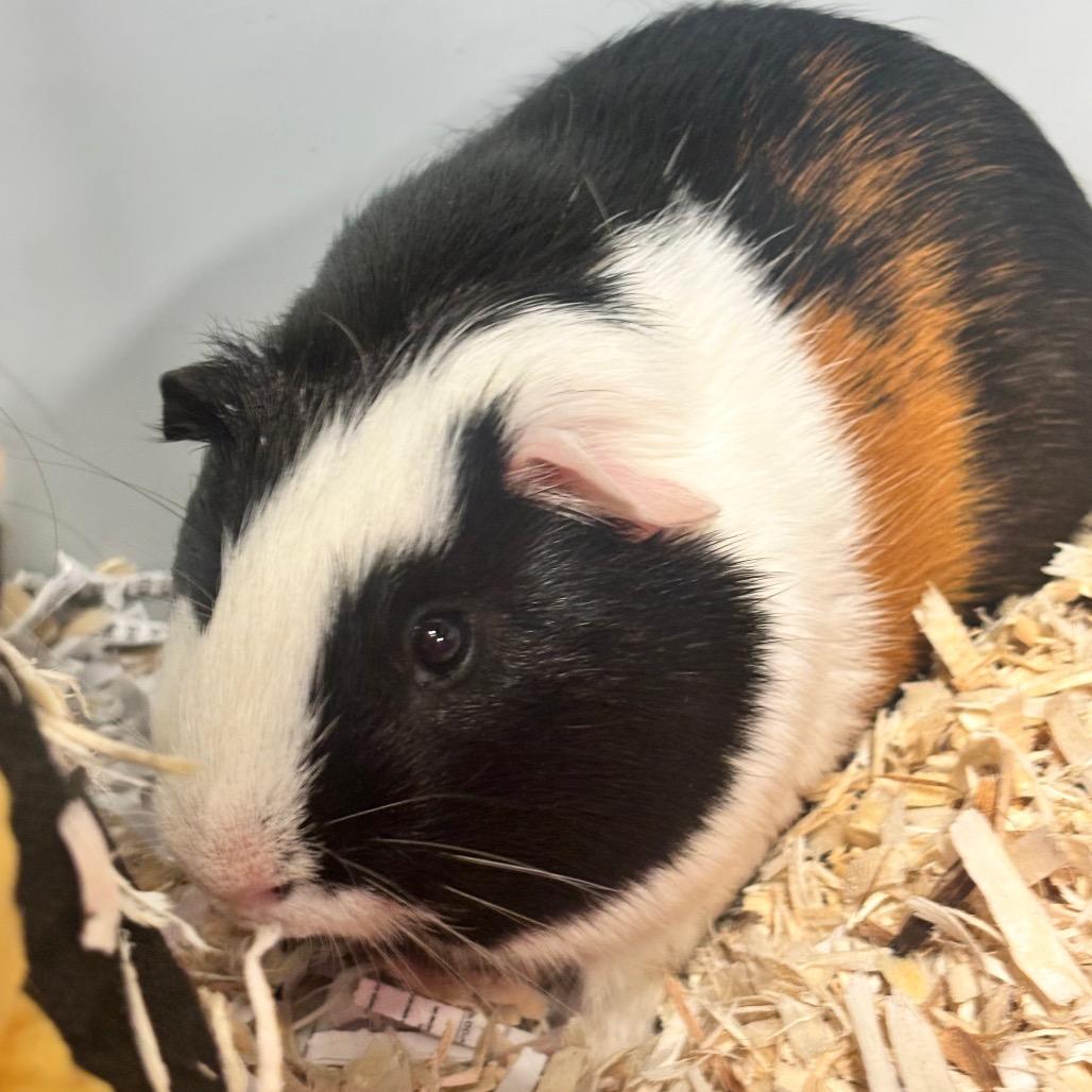 Tater 5M26, Adoptable, Young Male Guinea Pig.