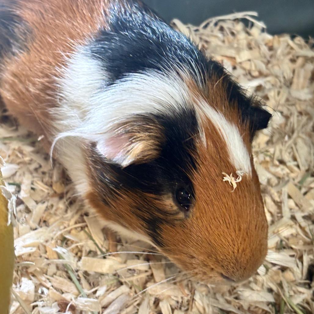 Tater 5M26, a Adoptable Guinea Pig in Napoleon, OH image 2/3