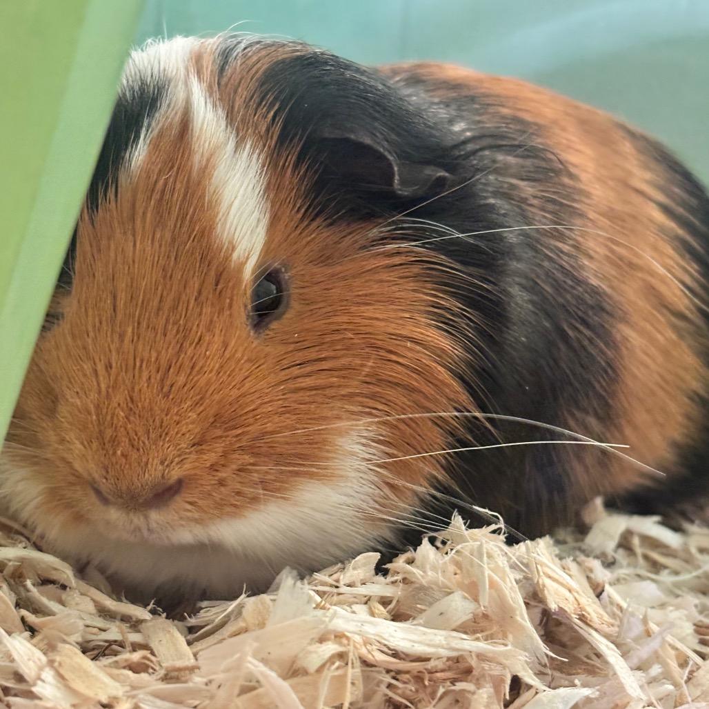 Tater 5M26, a Adoptable Guinea Pig in Napoleon, OH image 3/3