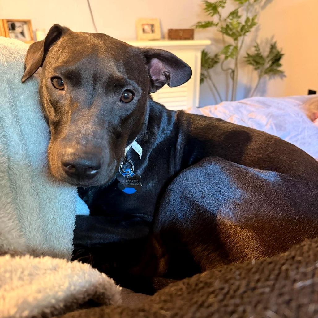 Gloria, Adoptable, Young Female Pit Bull Terrier & American Staffordshire Terrier.