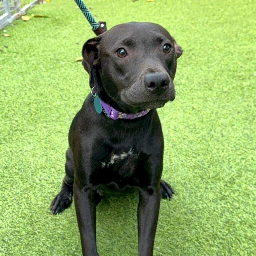 Gloria, a Adoptable mixed breed in Tampa, FL image 2/6