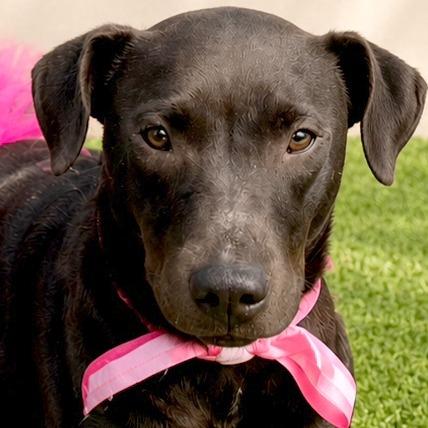 Gloria, a Adoptable mixed breed in Tampa, FL image 2/6
