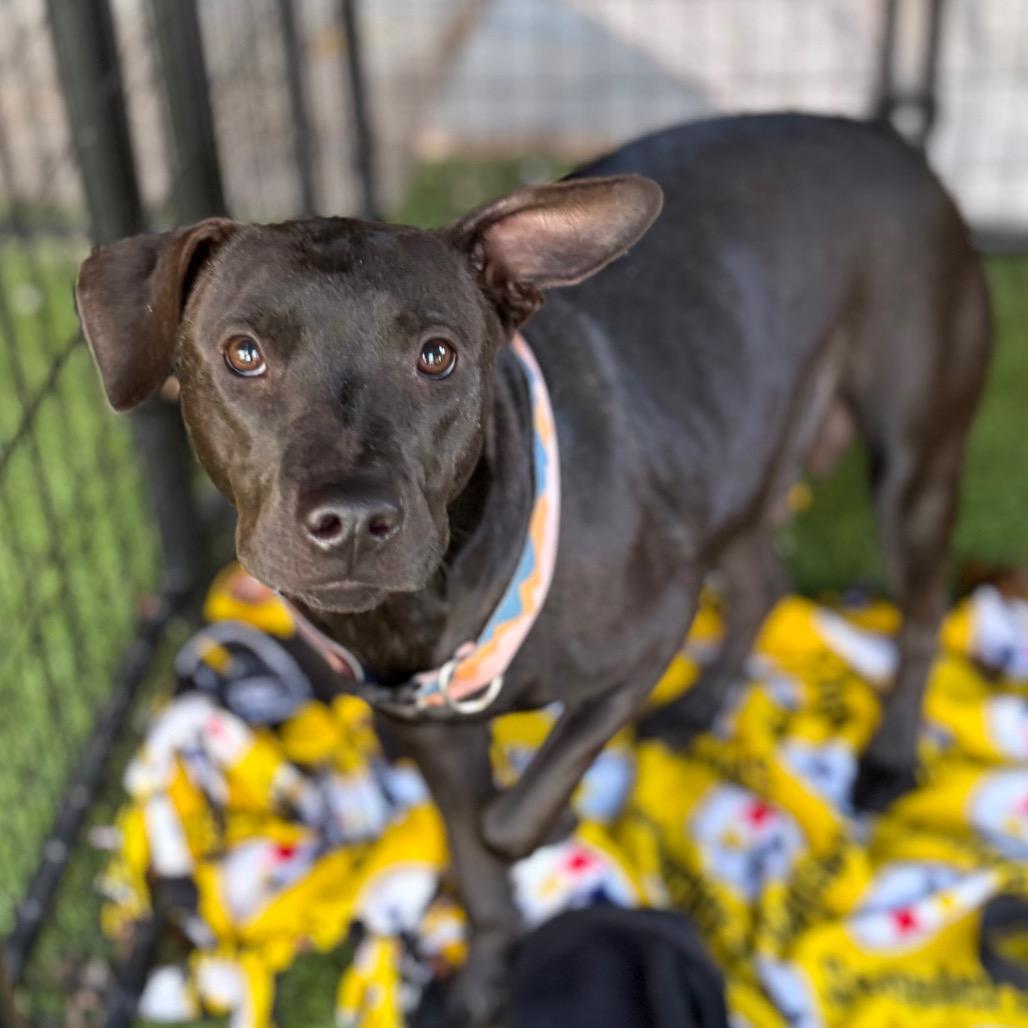 Gloria, a Adoptable mixed breed in Tampa, FL image 3/6