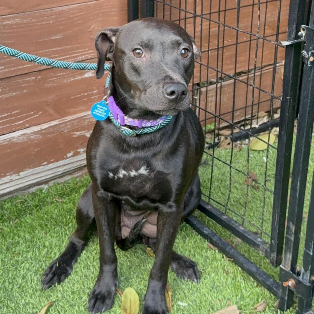 Gloria, a Adoptable mixed breed in Tampa, FL image 4/6