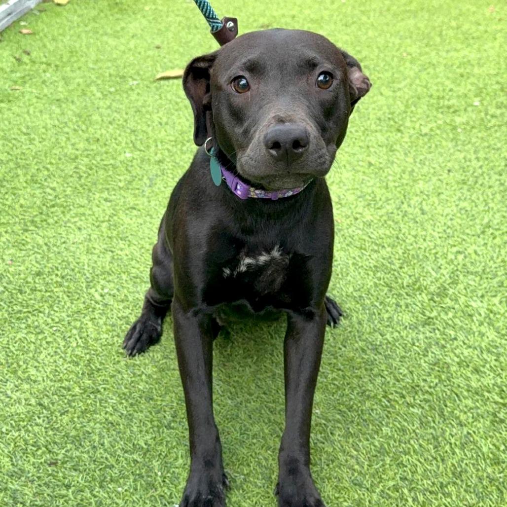 Gloria, a Adoptable mixed breed in Tampa, FL image 5/6