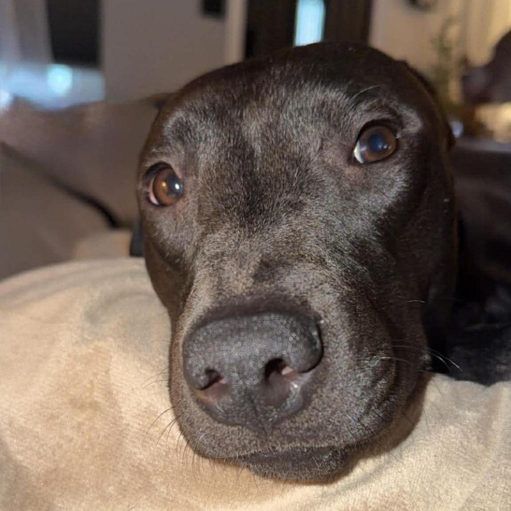 Gloria, a Adoptable mixed breed in Tampa, FL image 6/6