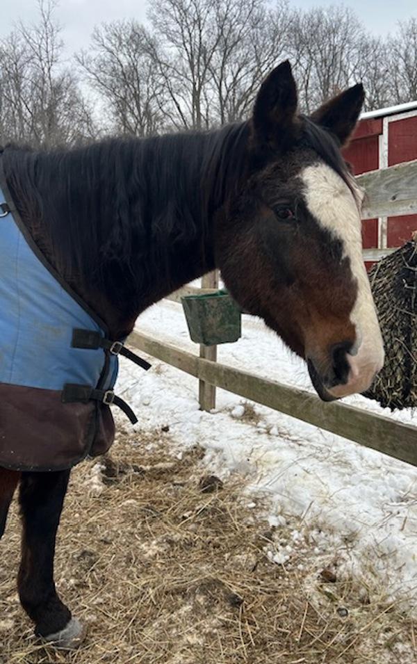 Enlarge Dixie, a Adoptable mixed breed in Stratham, NH image 1/1