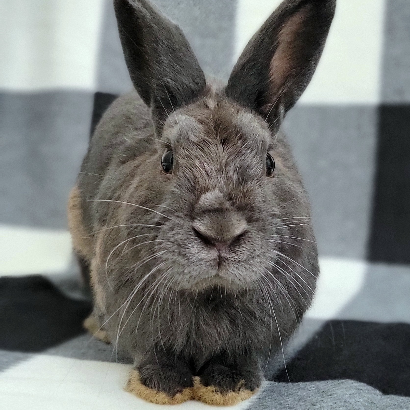 Enlarge Greyson, a Adopted American in Pittsburgh, PA image 1/4