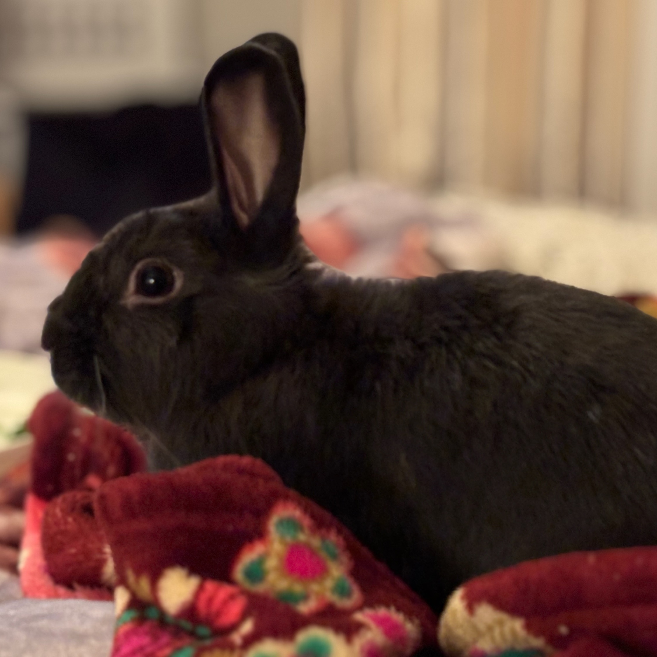 Enlarge Greyson, a Adopted American in Pittsburgh, PA image 3/4