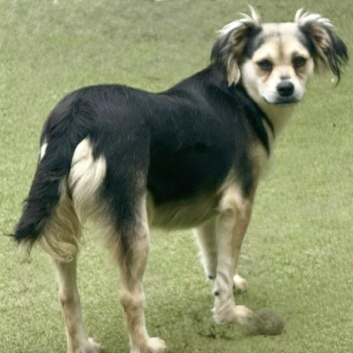Enlarge Harrow, a Adoptable mixed breed in missoula, MT image 4/6