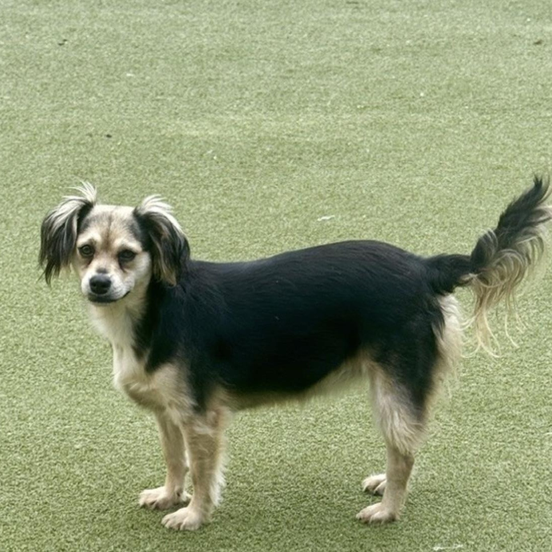 Harrow, Adoptable, Young Female Terrier.