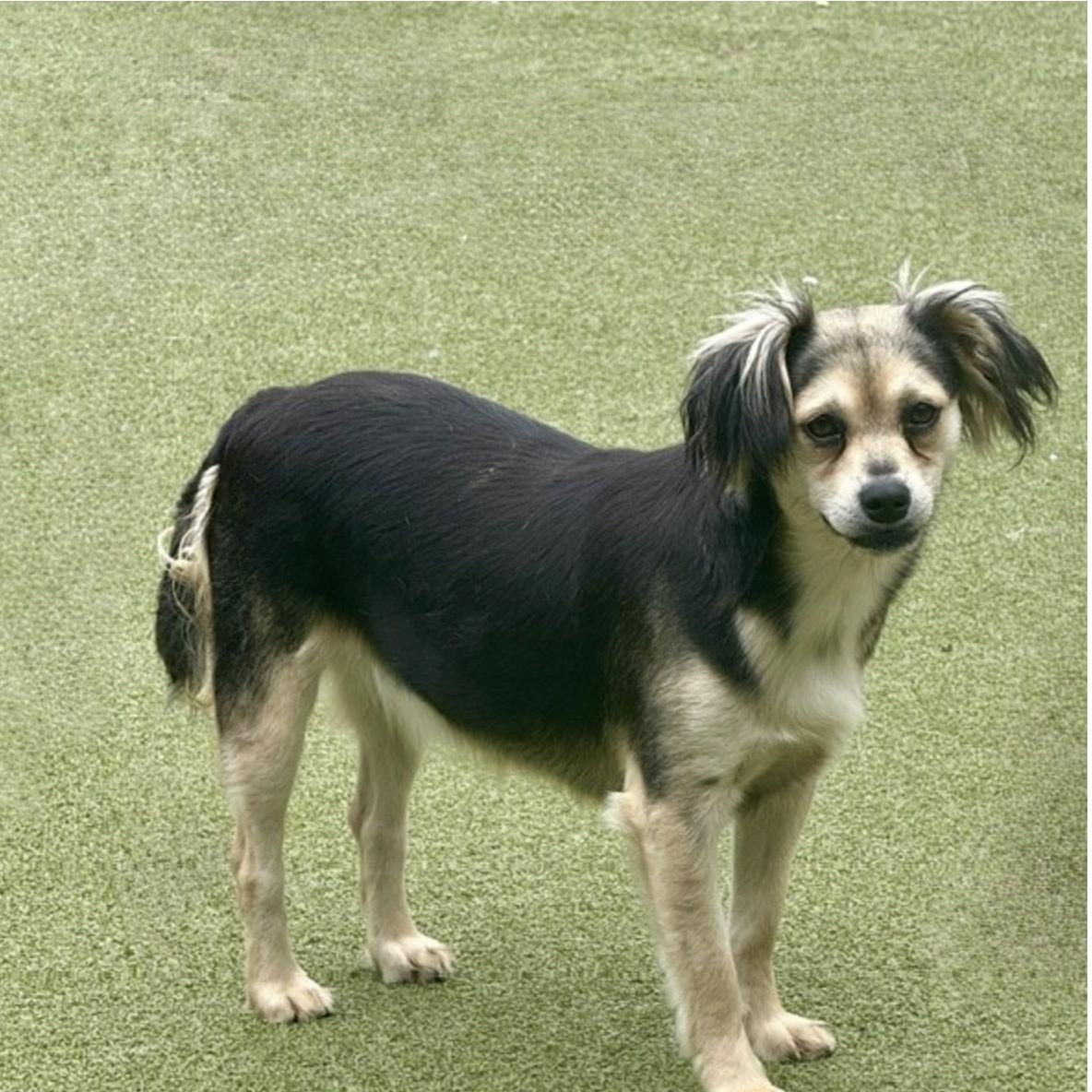 Enlarge Harrow, a Adoptable mixed breed in missoula, MT image 3/6
