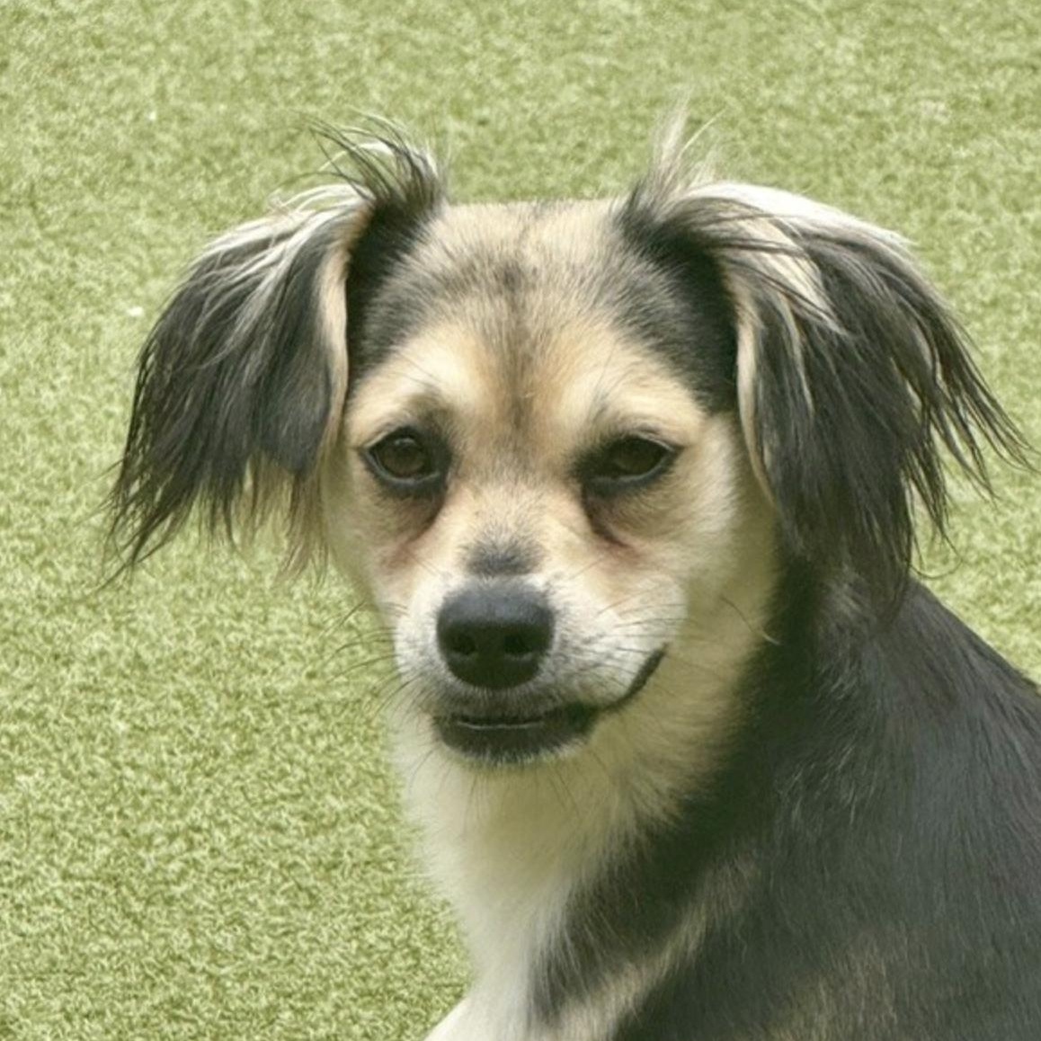 Enlarge Harrow, a Adoptable mixed breed in missoula, MT image 2/6