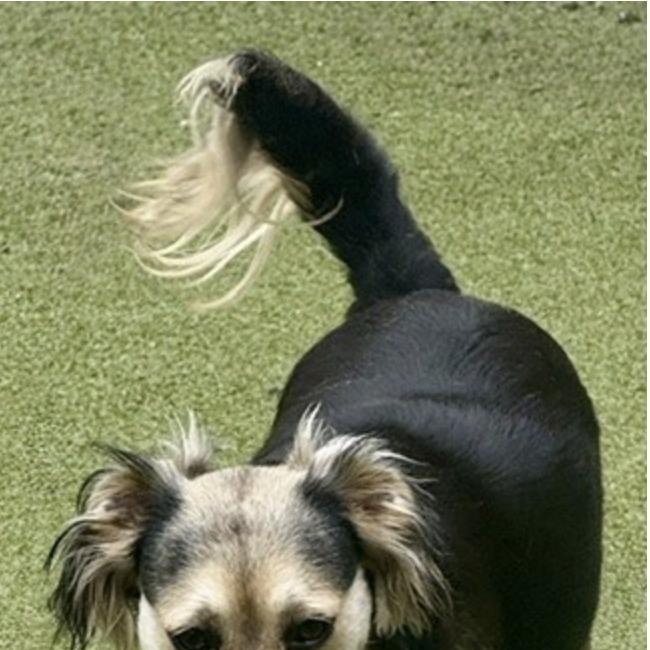 Enlarge Harrow, a Adoptable mixed breed in missoula, MT image 5/6