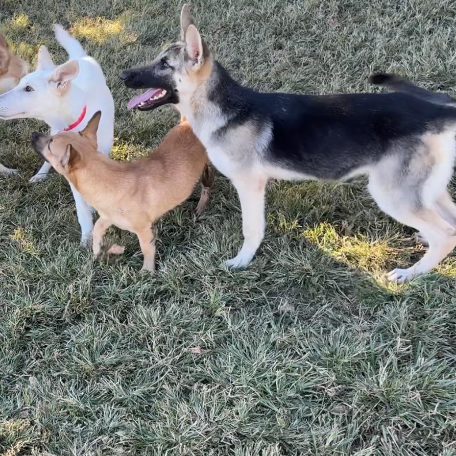 Pepper, Adoptable, Young Female German Shepherd Dog.