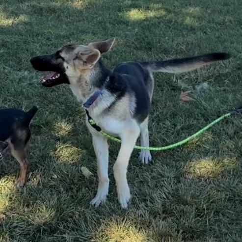 Enlarge Pepper, a Adoptable German Shepherd Dog in San Jacinto, CA image 2/5
