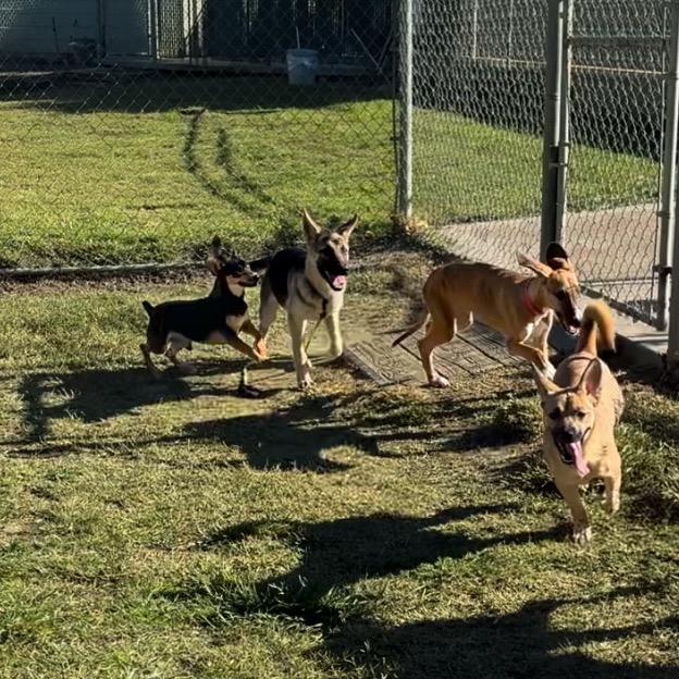 Enlarge Pepper, a Adoptable German Shepherd Dog in San Jacinto, CA image 3/5