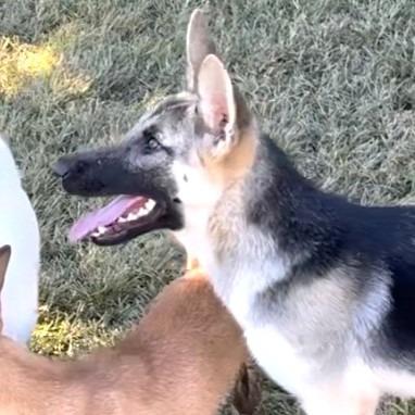 Enlarge Pepper, a Adoptable German Shepherd Dog in San Jacinto, CA image 4/5