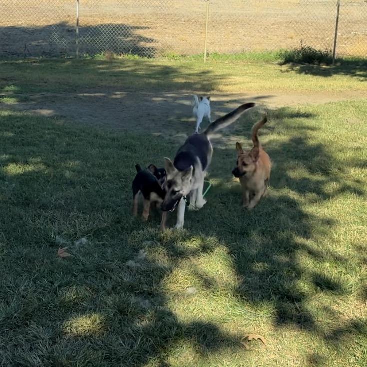 Enlarge Pepper, a Adoptable German Shepherd Dog in San Jacinto, CA image 5/5