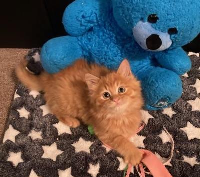 Luke, an adopted Domestic Medium Hair in Canal Fulton, OH image 3/3