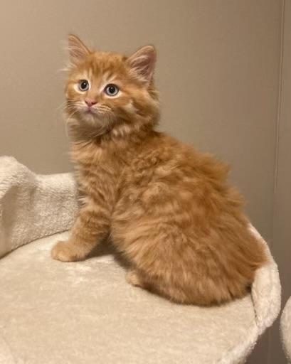 Luke, an adopted Domestic Medium Hair in Canal Fulton, OH image 2/3