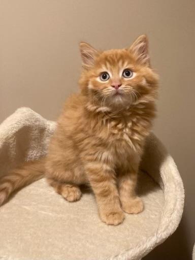 Luke, adopted, Kitten Male Domestic Medium Hair.