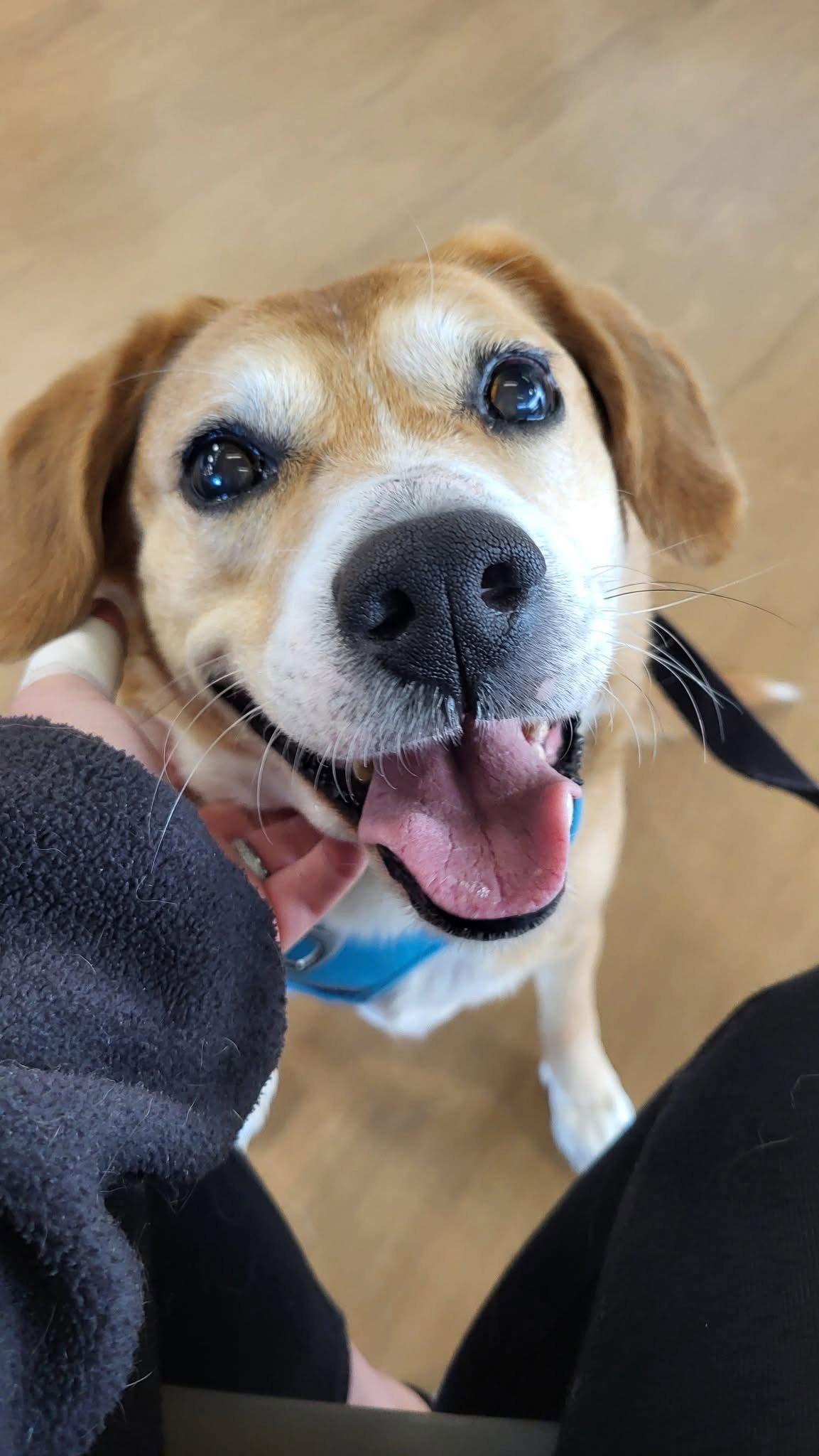 Merlin, Adoptable, Adult Male Beagle.