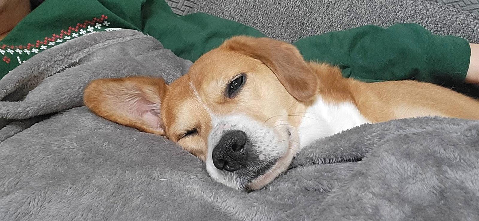 Merlin — thumbnail 3