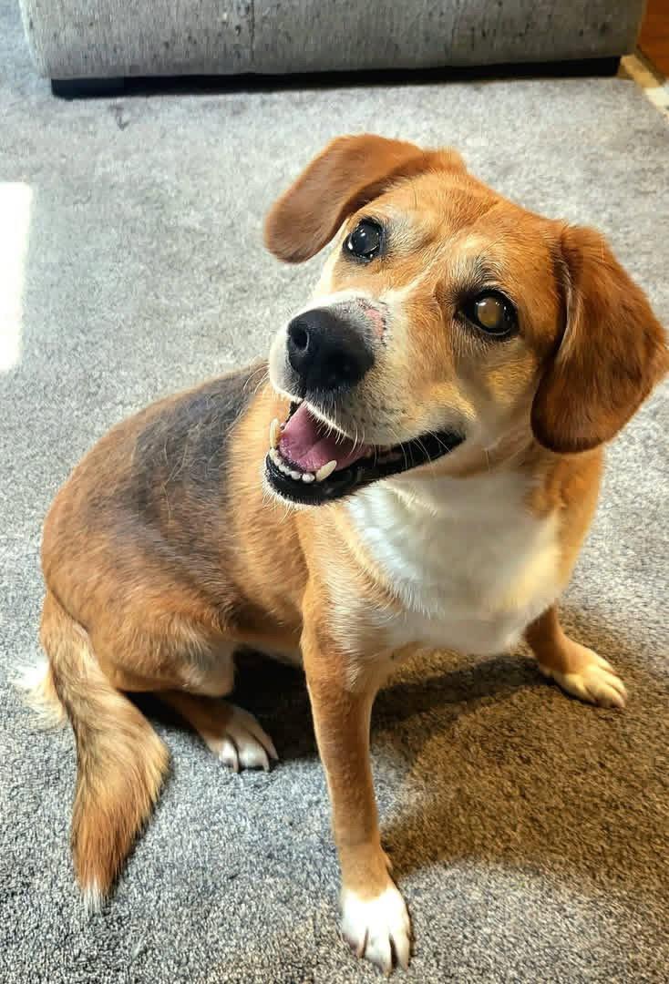 Enlarge Merlin, a Adoptable Beagle in Germantown, OH image 2/3