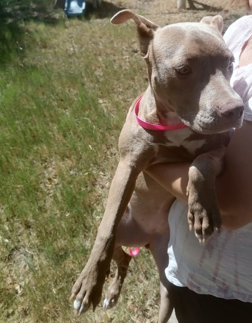 Tabatha, Adopted, Young Female Pit Bull Terrier.