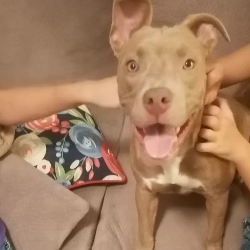 Enlarge Tabatha, a Adopted Pit Bull Terrier in KATY, TX image 2/6