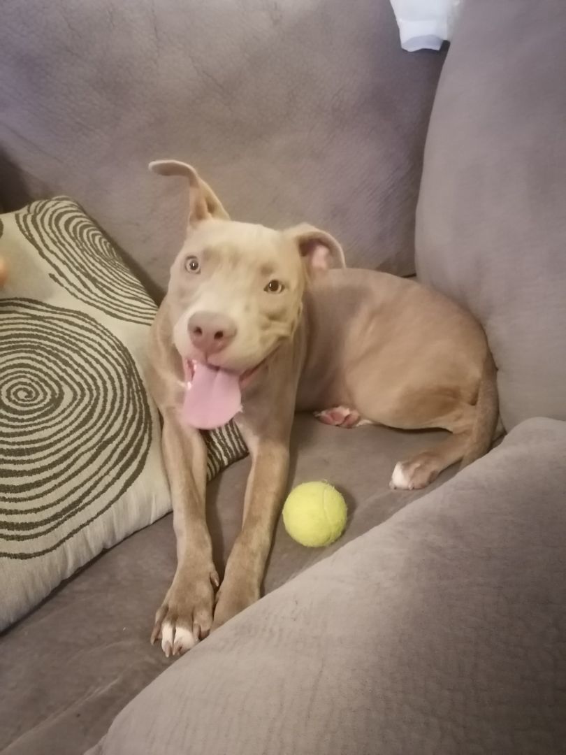 Enlarge Tabatha, a Adopted Pit Bull Terrier in KATY, TX image 3/6