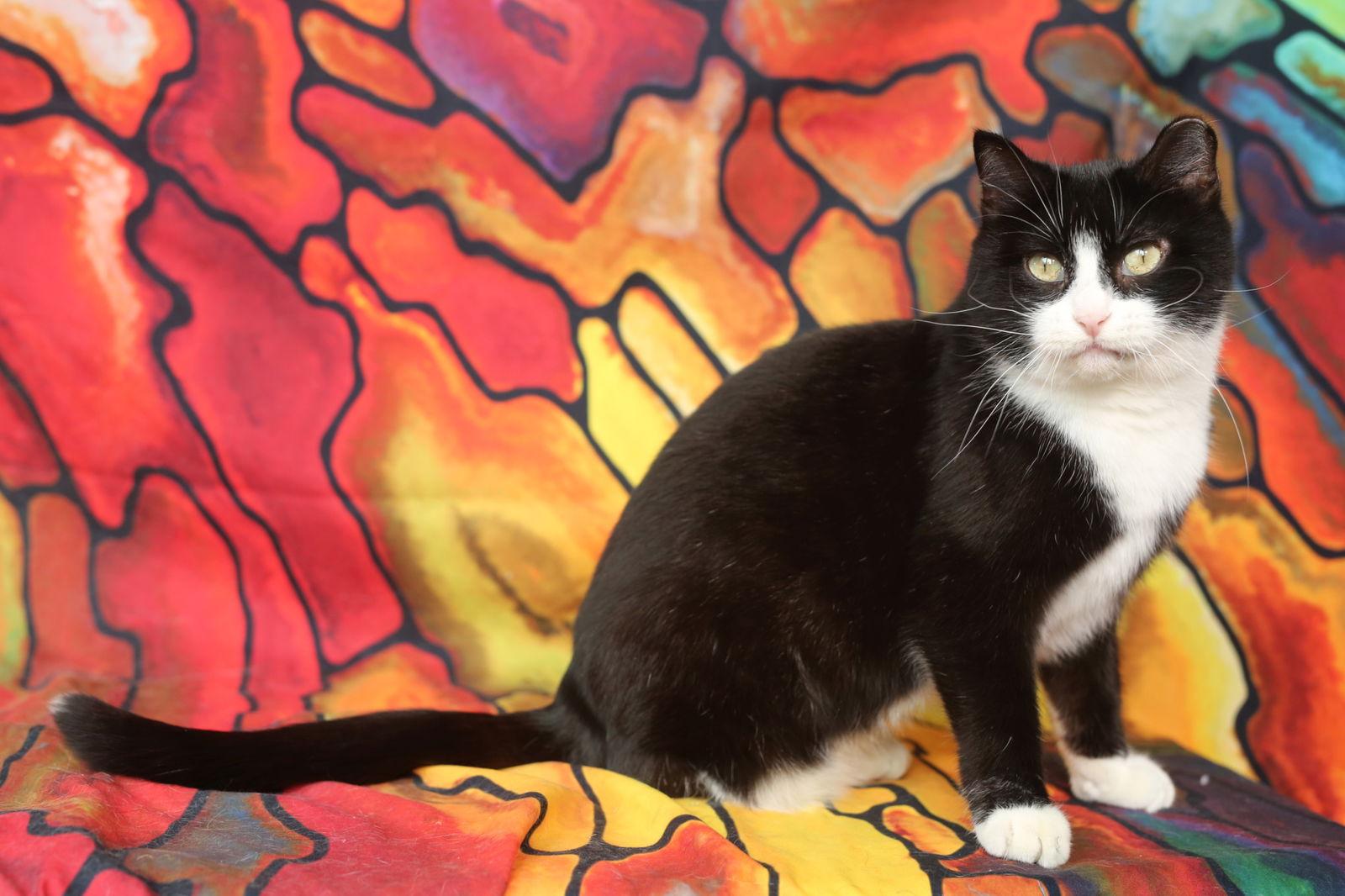 Chickett (3-legged), Adoptable, Adult Female Domestic Short Hair.