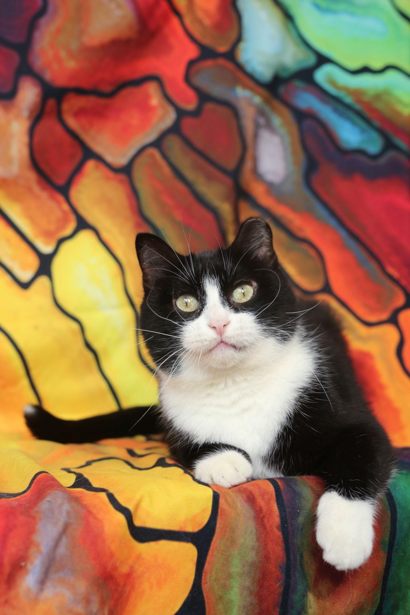 Chickett (3-legged), a Adoptable Domestic Short Hair in New Prague, MN image 3/3