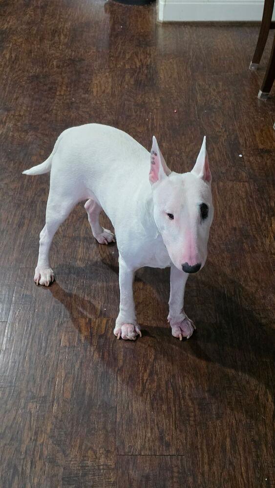 Sgt. Pepper, Adoptable, Adult Female Bull Terrier.