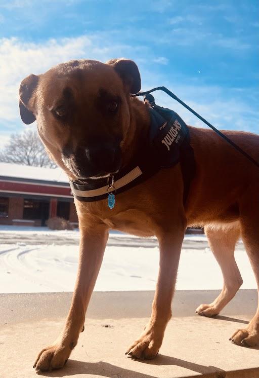 Goldie, ADOPTABLE, Adult Female Shepherd.