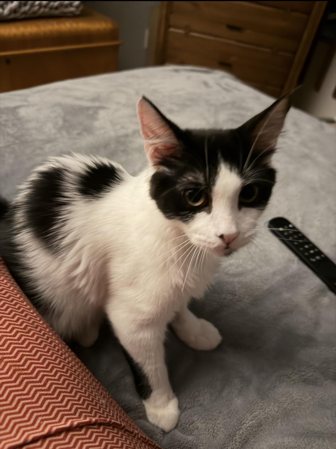 Nico, Adoptable, Young Male Domestic Short Hair.
