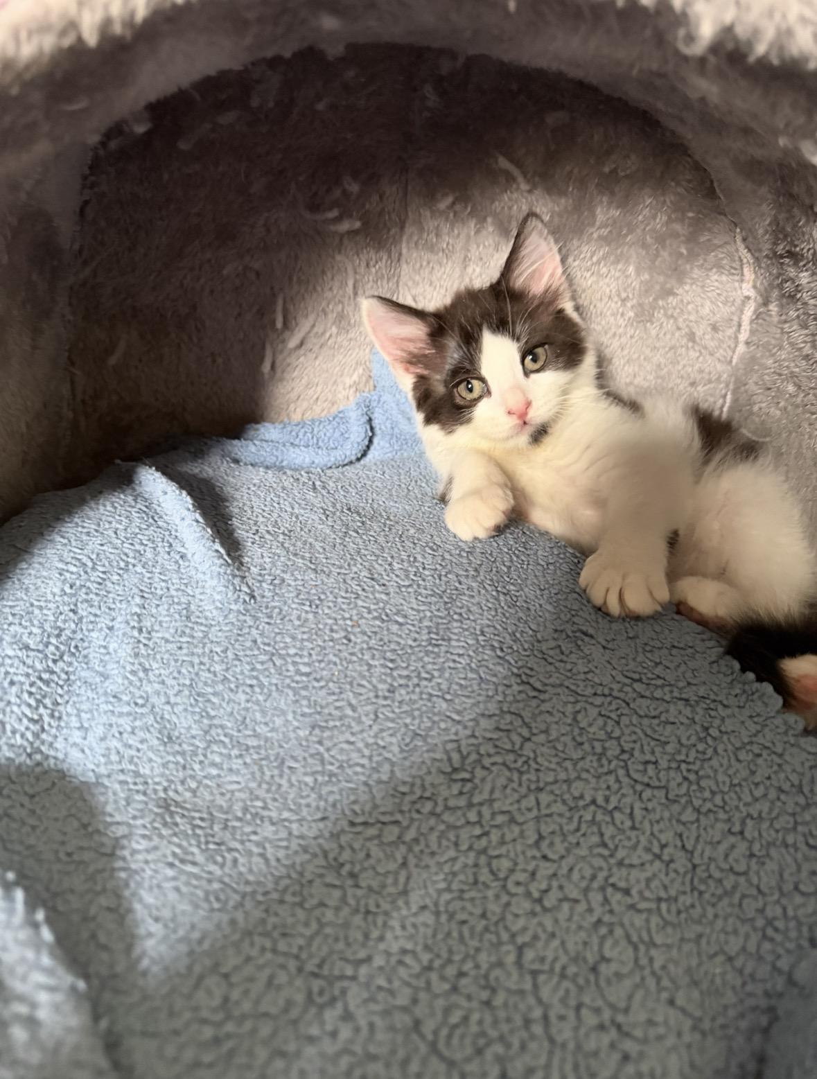 Nico, a ADOPTABLE Domestic Short Hair in Stamford, CT image 2/2