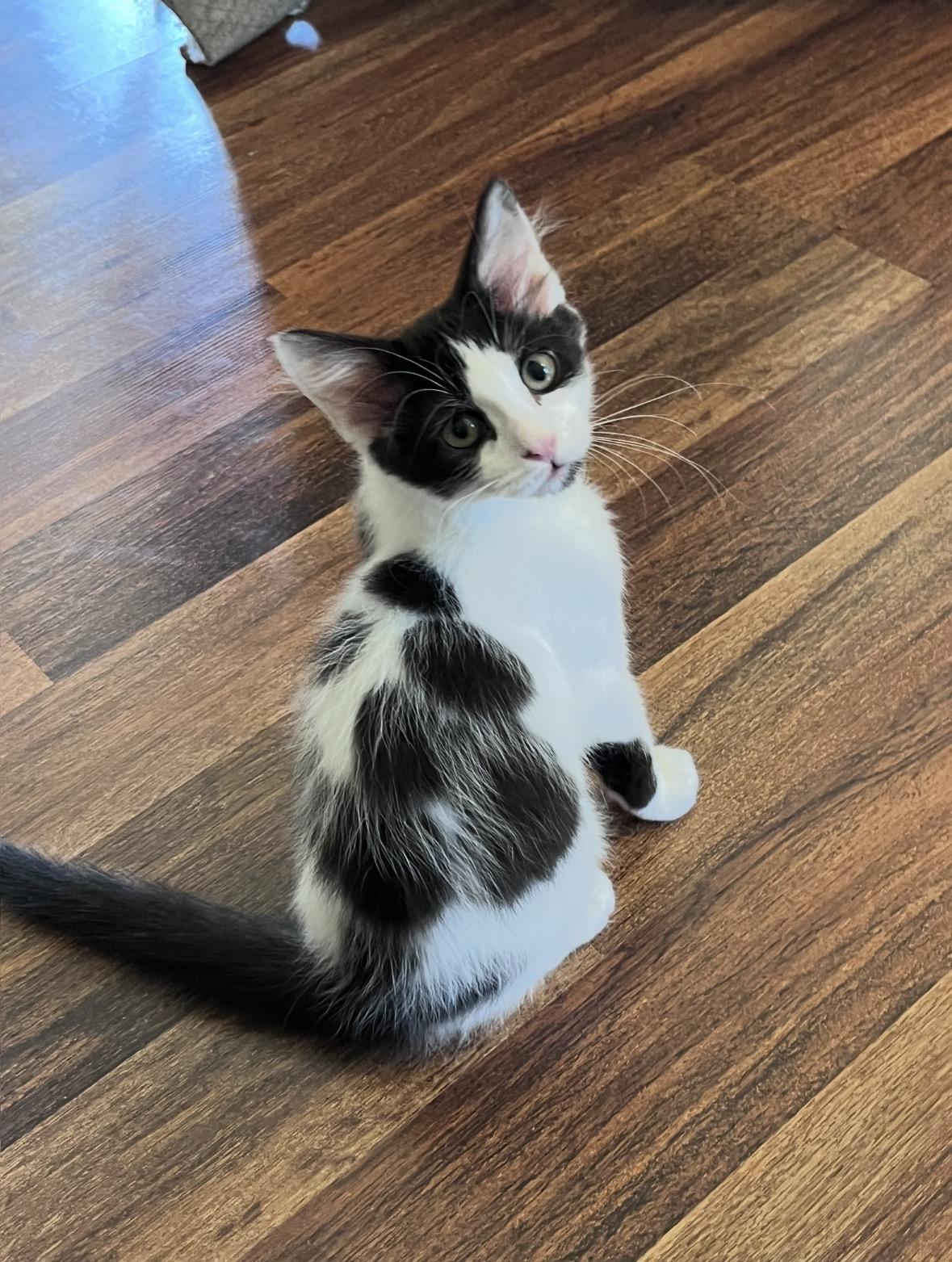 Nico, ADOPTABLE, Young Male Domestic Short Hair.