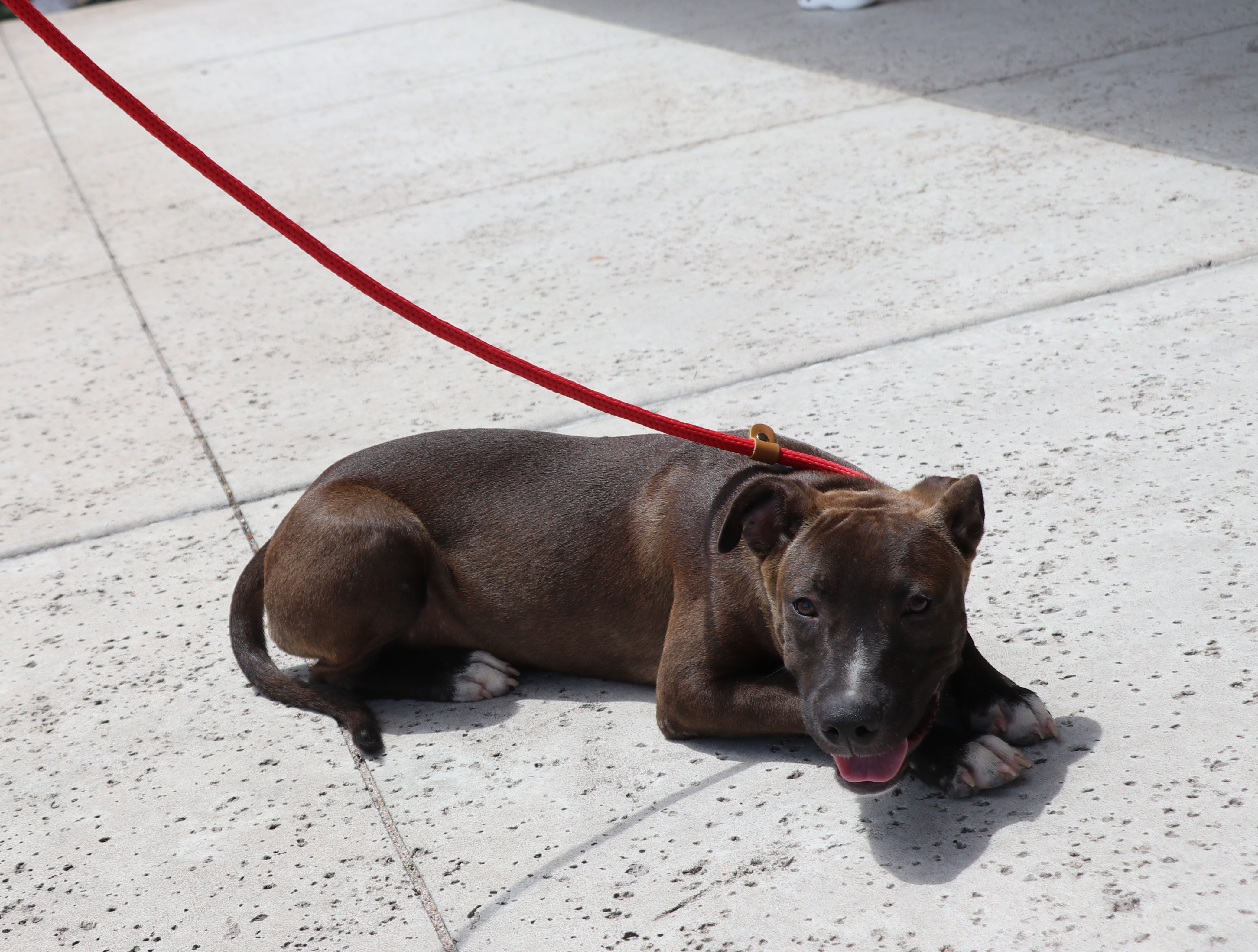 Tackle, Adoptable, Young Male Mixed Breed & Pit Bull Terrier.